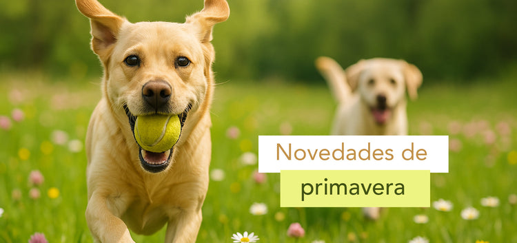 Novedades