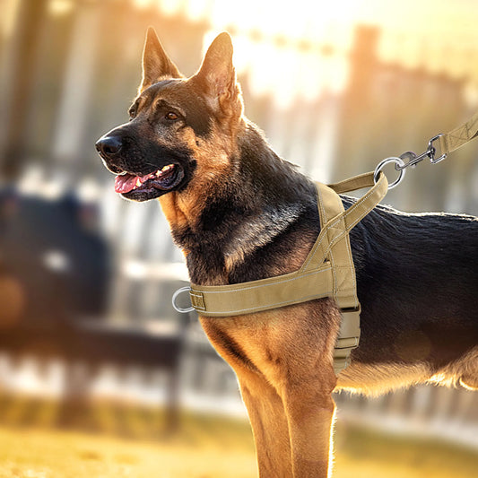 Este arnés duradero y ajustable es perfecto para mascotas pequeñas y grandes, proporcionando comodidad y evitando lesiones cervicales.