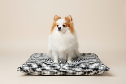 Pomerania editorial premium